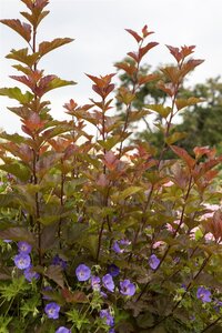 LADY IN RED NINEBARK STD 60CM STALK  - image 2
