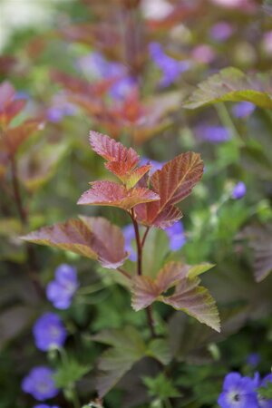 LADY IN RED NINEBARK STD 60CM STALK  - image 5