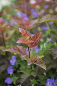 LADY IN RED NINEBARK STD 60CM STALK  - image 5