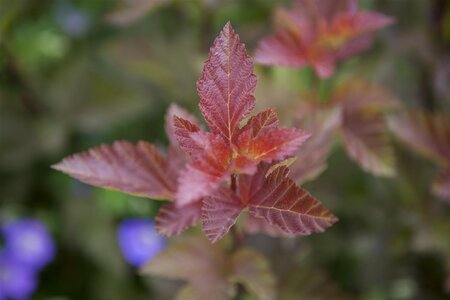 LADY IN RED NINEBARK STD 60CM STALK  - image 3