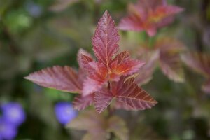 LADY IN RED NINEBARK STD 60CM STALK  - image 3