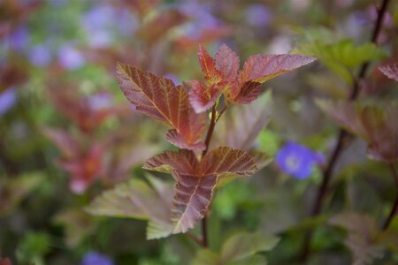 LADY IN RED NINEBARK STD 60CM STALK  - image 4