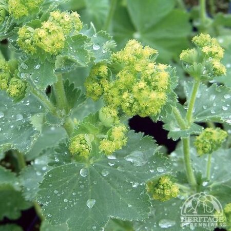 LADY'S MANTLE 1G
