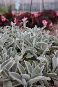 LAMBS EAR FURBY