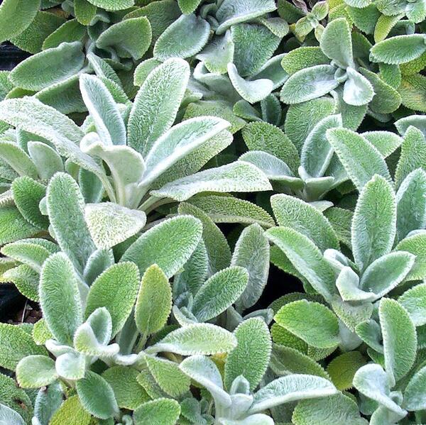 LAMBS EAR SILVER CARPET 1G