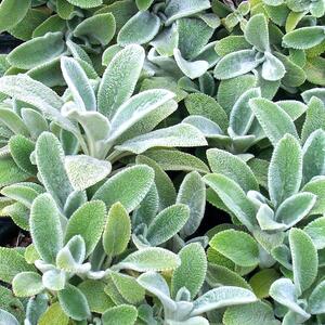 LAMBS EAR SILVER CARPET 1G