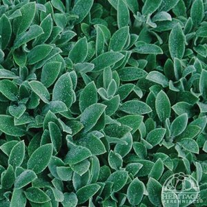 LAMBS EAR SILVER CARPET 3IN