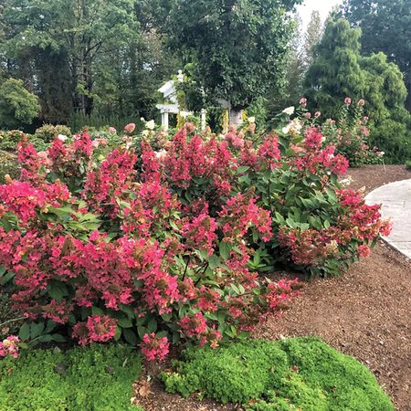 LAVALAMP FLARE HYDRANGEA (Paniculata) 2GAL