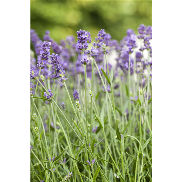 LAVANDER BIG TIME BLUE 1G