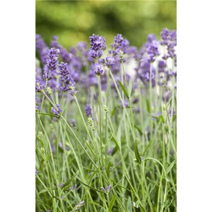 LAVANDER BIG TIME BLUE 1G