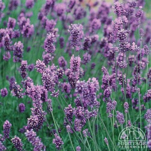 LAVANDER HIDCOTE BLUE 1G