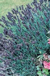 LAVANDER MUNSTEAD 3IN