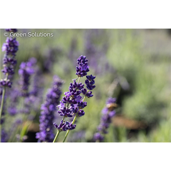 LAVANDER PROVENCE 1G