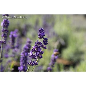 LAVANDER PROVENCE 1G