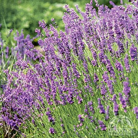 LAVENDAR MUNSTEAD 4IN