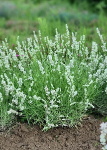 LAVENDER BIG TIME WHITE 1G