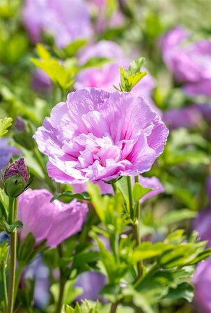 LAVENDER CHIFFON HIBISCUS 170CM STD  - image 3