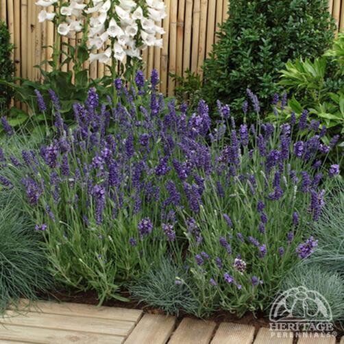 LAVENDER LA DIVA ETERNAL ELEGANCE 1G