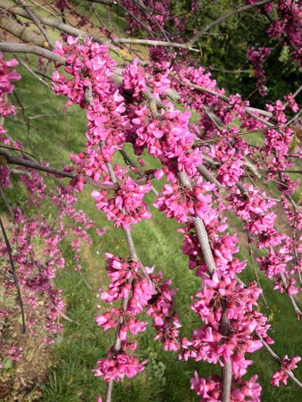 LAVENDER TWIST WEEPING REDBUD 150 CM - image 3