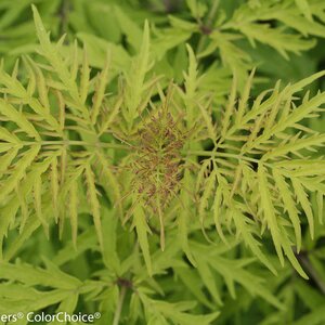 LEMON LACE ELDERBERRY 40CM - image 1
