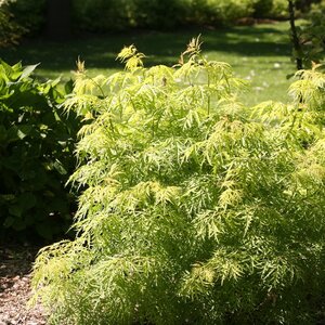 LEMON LACE ELDERBERRY 40CM - image 2