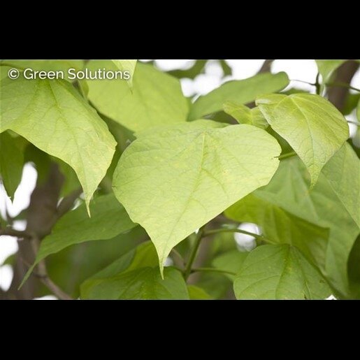LEMON LIME CATALPA 40MM