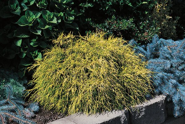 LEMON THREAD FALSE CYPRESS 25 CM