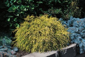 LEMON THREAD FALSE CYPRESS 25 CM