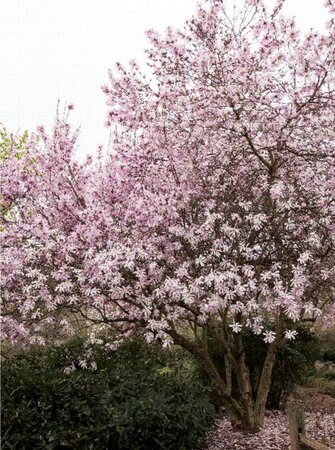 LEONARD MESSEL MAGNOLIA 175CM WB