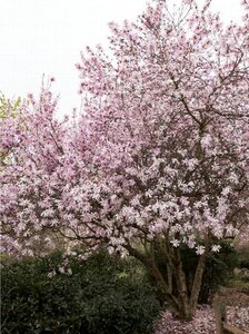 LEONARD MESSEL MAGNOLIA 175CM WB