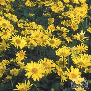 LEOPARDS BANE LITTLE LEO 1G