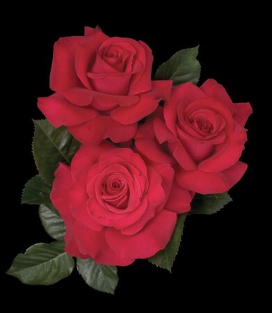 LET FREEDOM RING ROSE HYBRID TEA