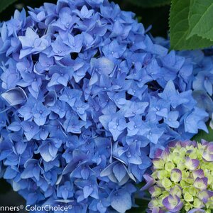 LETS DANCE RYTHMIC BLUE HYDRANGEA 30 CM