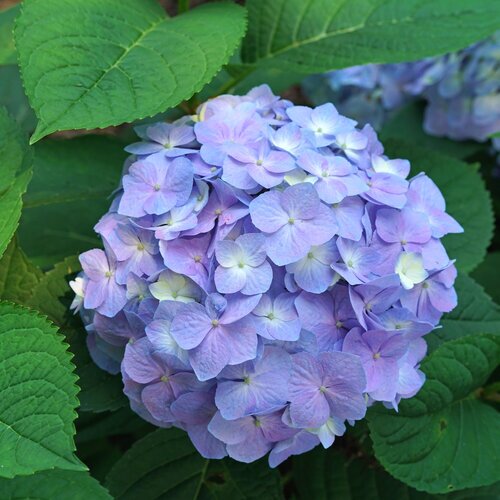 LETS DANCE SKY VIEW HYDRANGEA 2G (3 MONTH WARRANTY)