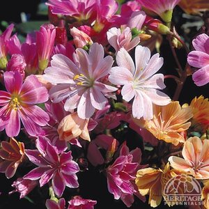 LEWISIA ELSIE MIX 4IN