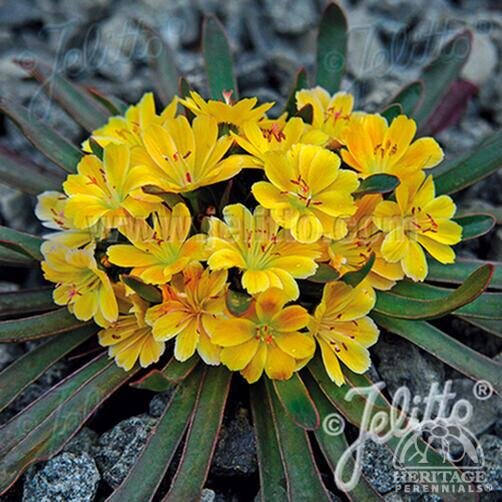 LEWISIA LITTLE MANGO 1L