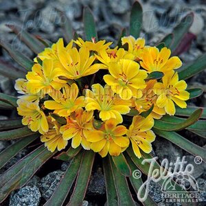 LEWISIA LITTLE MANGO 1L