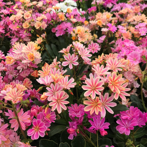 LEWISIA RAINBOW 4INCH