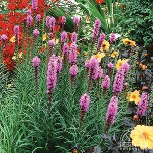 LIATRIS FLORISTAN VIOLET 1G