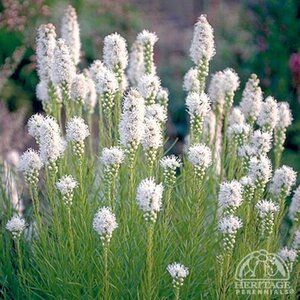 LIATRIS FLORISTAN WHITE 1G