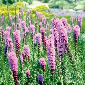 LIATRIS KOBOLD 1G