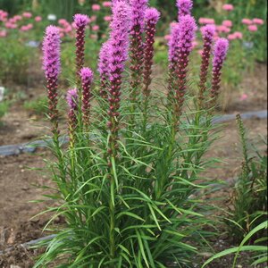LIATRIS KOBOLD 2G