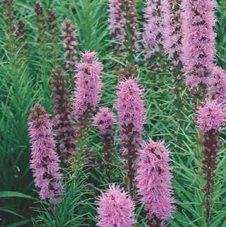 LIATRIS NATIVE 1G