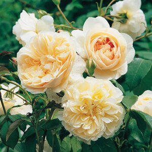 LICHFIELD ANGEL ROSE D.AUSTIN CREAMY WHITE 3 MONTH WARRANTY