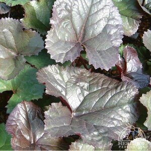 LIGULARIA BRITT-MARIE CRAWFORD