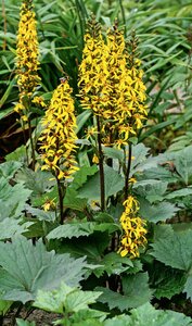 LIGULARIA LITTLE ROCKET 1G