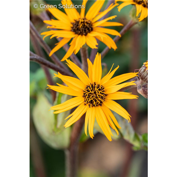 LIGULARIA PANDORA 1G