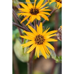 LIGULARIA PANDORA 1G