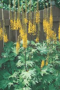 LIGULARIA THE ROCKET 1G