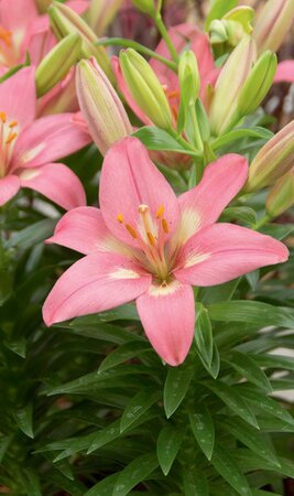 LILY ASIATIC ROZALYNN 1G